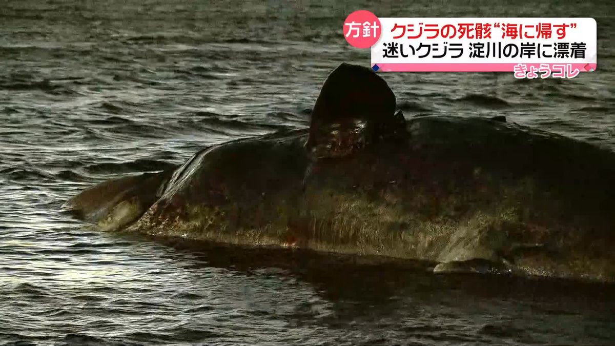 大阪湾“迷いクジラ”死骸…此花区の淀川の岸に漂着
