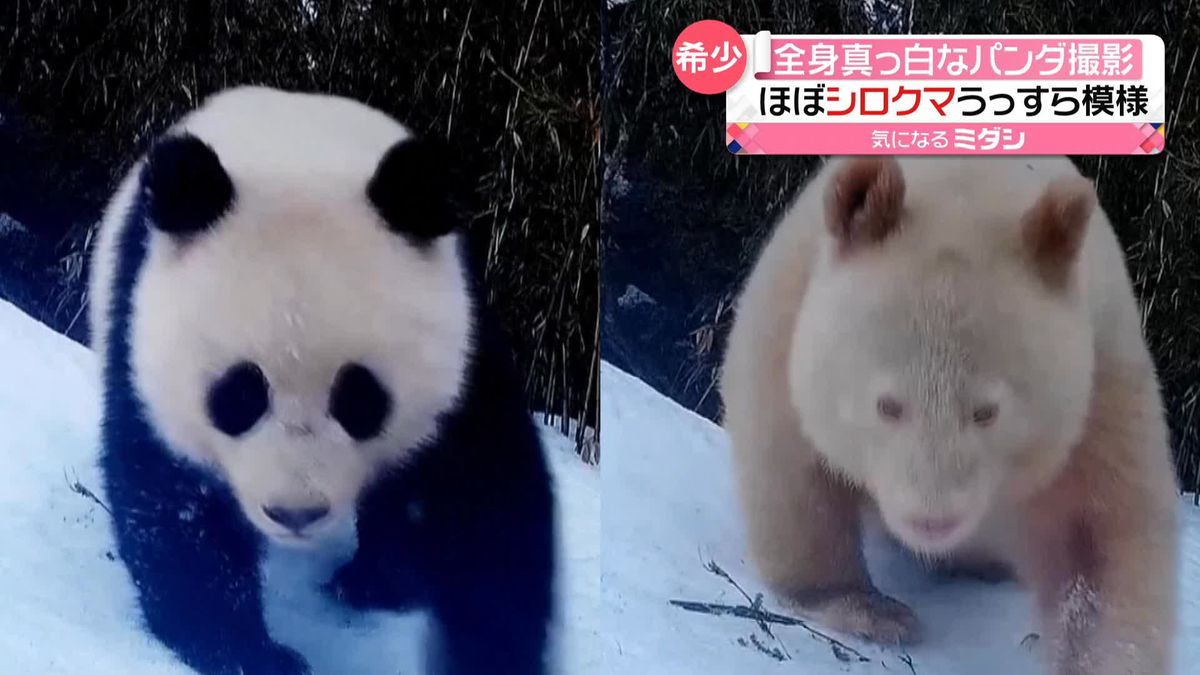 ほぼシロクマ…全身“真っ白”なジャイアントパンダ撮影　中国