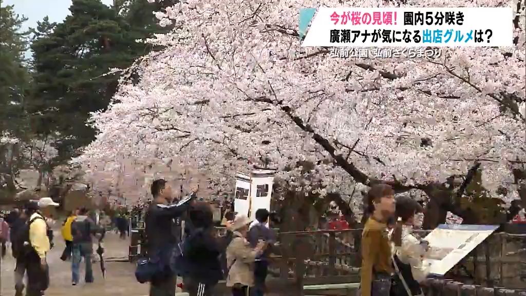 今が見ごろ！弘前公園の桜　廣瀬絢南アナウンサーが気になる出店グルメを食べ歩き