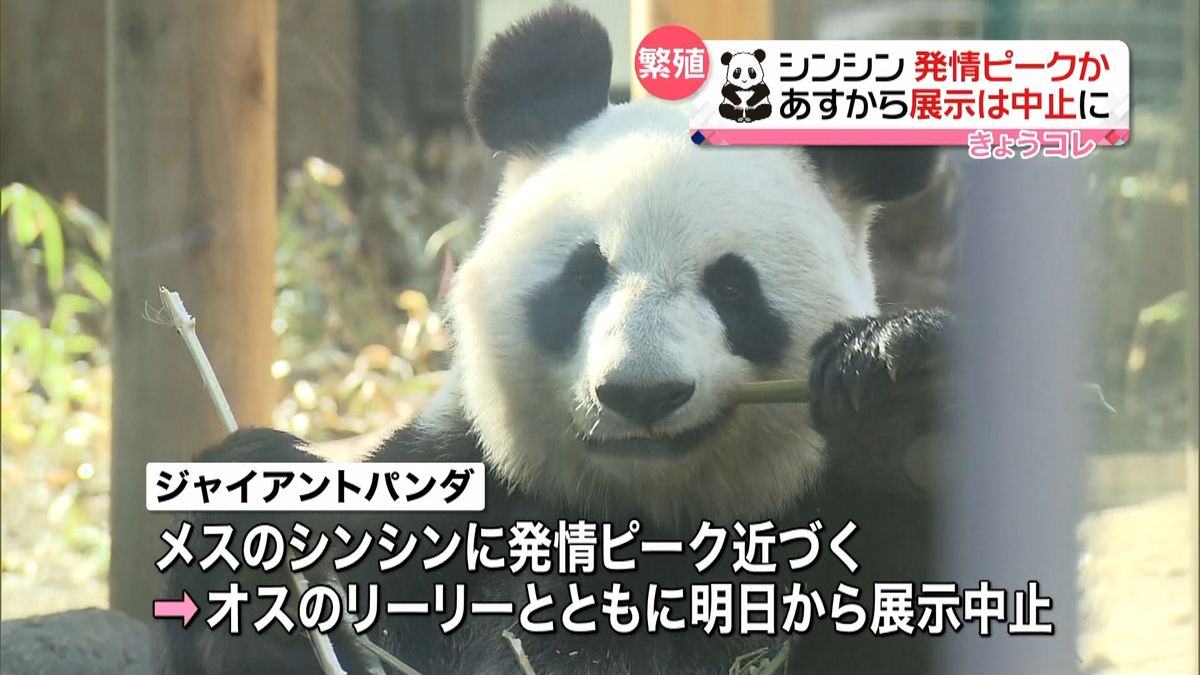 上野動物園のパンダ　繁殖に向け展示中止へ