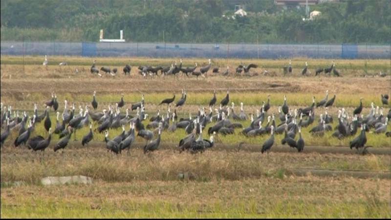 １８季連続の“万羽ヅル”を確認　出水平野