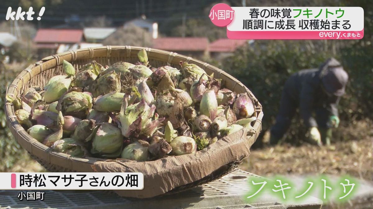 【春の訪れ】阿蘇郡小国町でフキノトウの収穫始まる 寒波の影響で例年より遅いが順調に生育