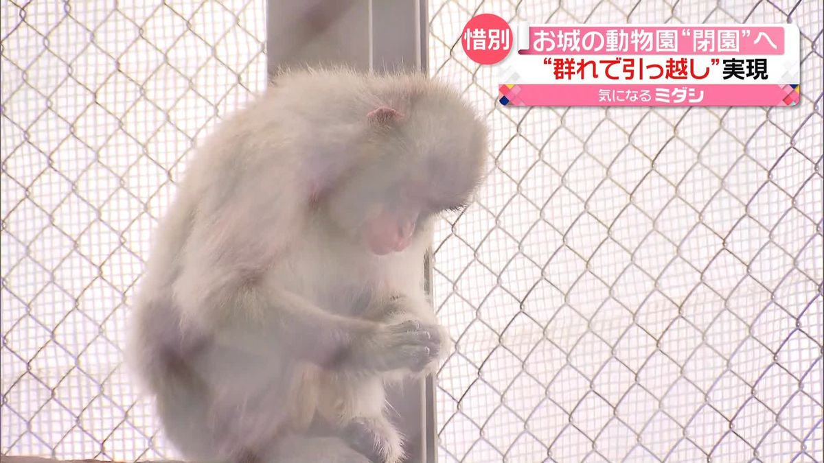 ニホンザル「群れで引っ越し」やっと決定　“お城の動物園”が閉園へ　約70年の歴史に幕　神奈川