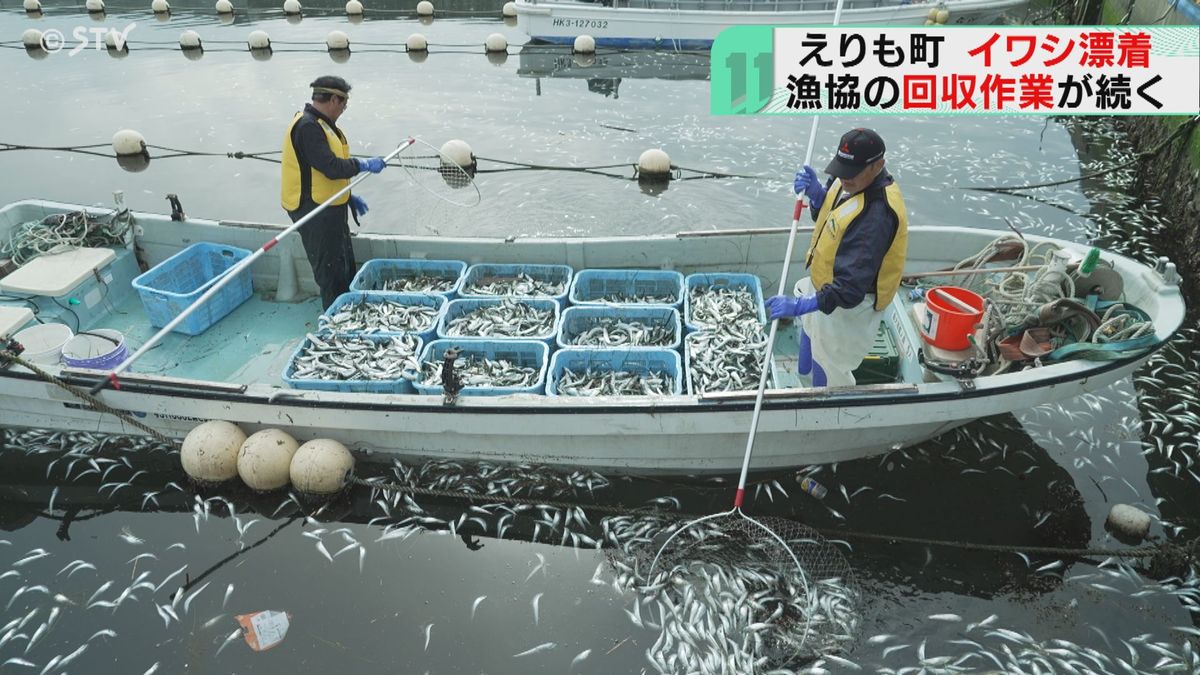 約15トン回収…海面に大量のイワシ　一気に港に回遊し酸欠か　北海道えりも町　　