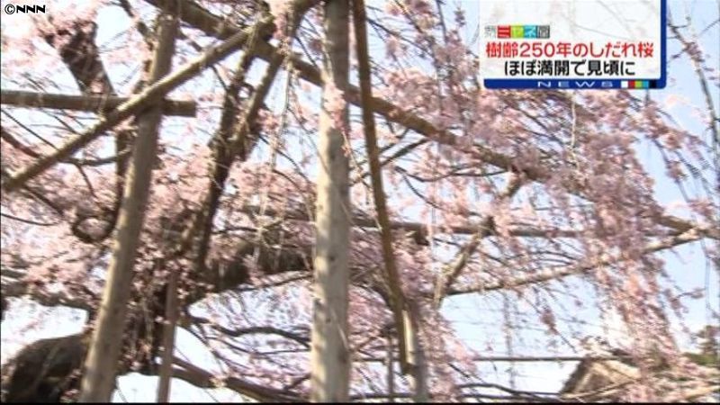 樹齢２５０年の枝垂れ桜が見頃　松江市