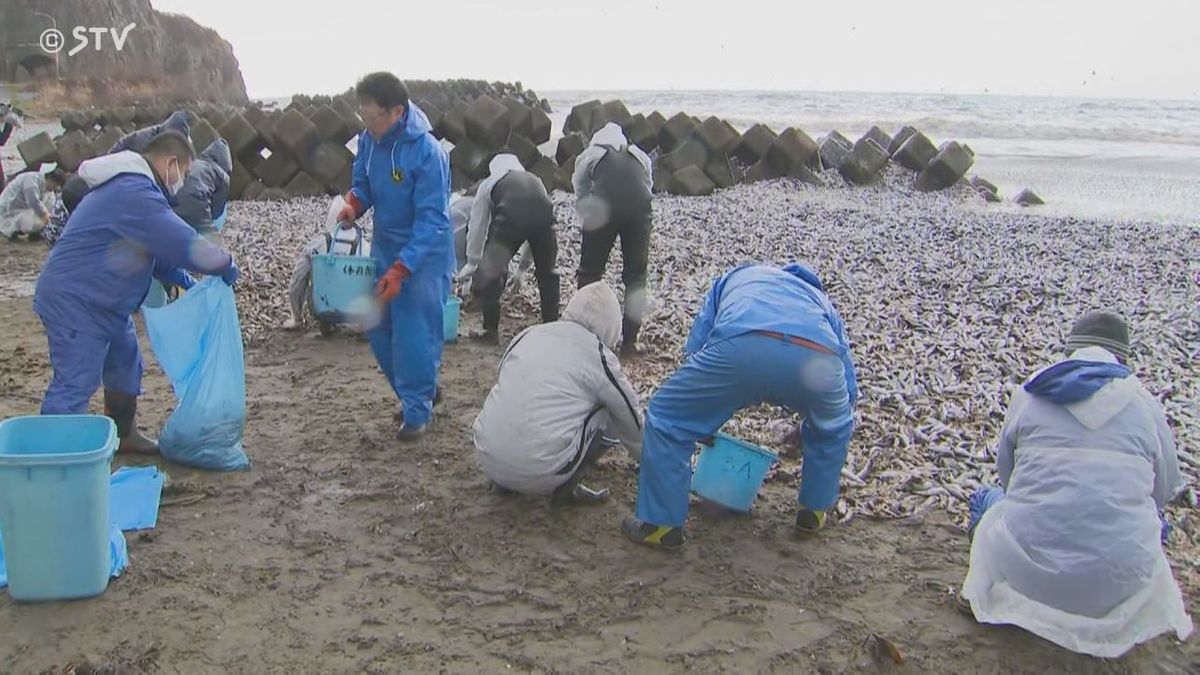 イワシの回収作業（9日・北海道函館市）