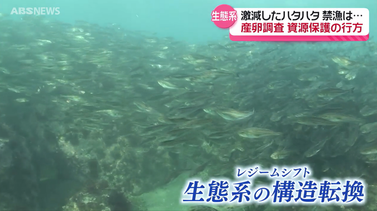 【特集】過去最少の漁獲量　県魚ハタハタの未来は？模索が続く資源保護　専門家や県の調査を取材