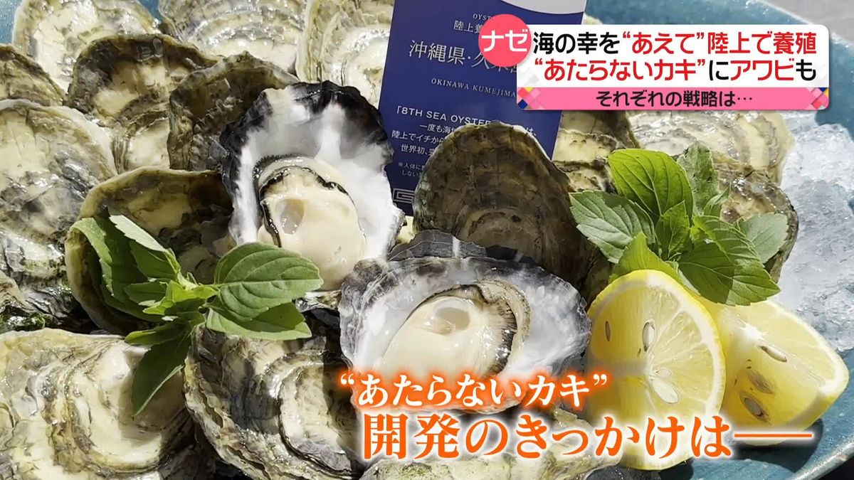 “あたらないカキ”？　「海の幸」あえて陸上で養殖のワケ　海ぶどうを静岡で…　高級食材アワビも