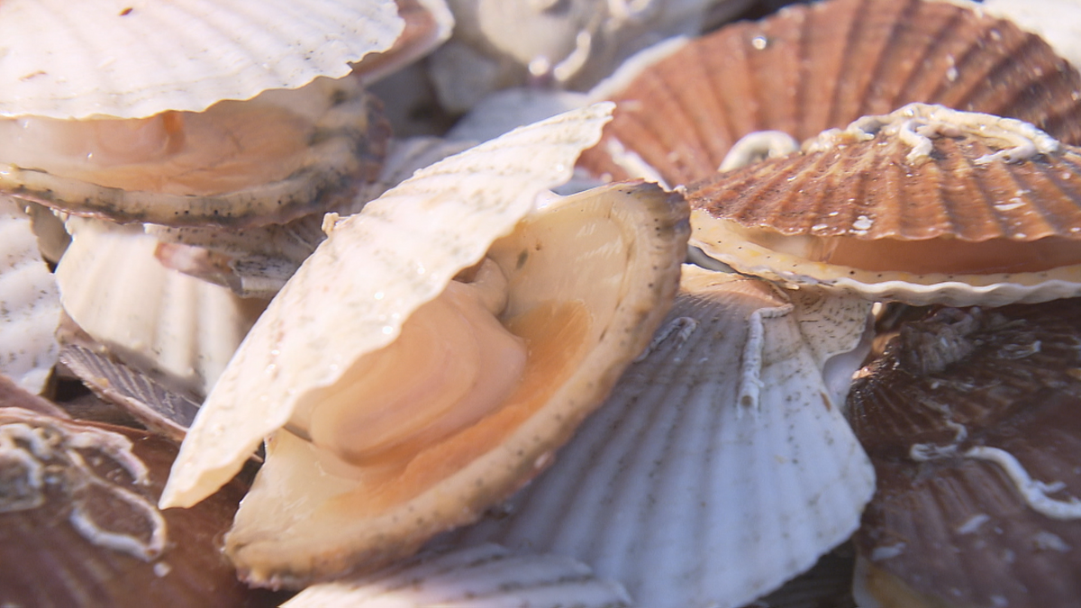 「年末年始はホタテを食べられないかも…」青森市内の陸奥湾ホタテ水揚げが平均の2割以下に　不良だった去年の半分以下