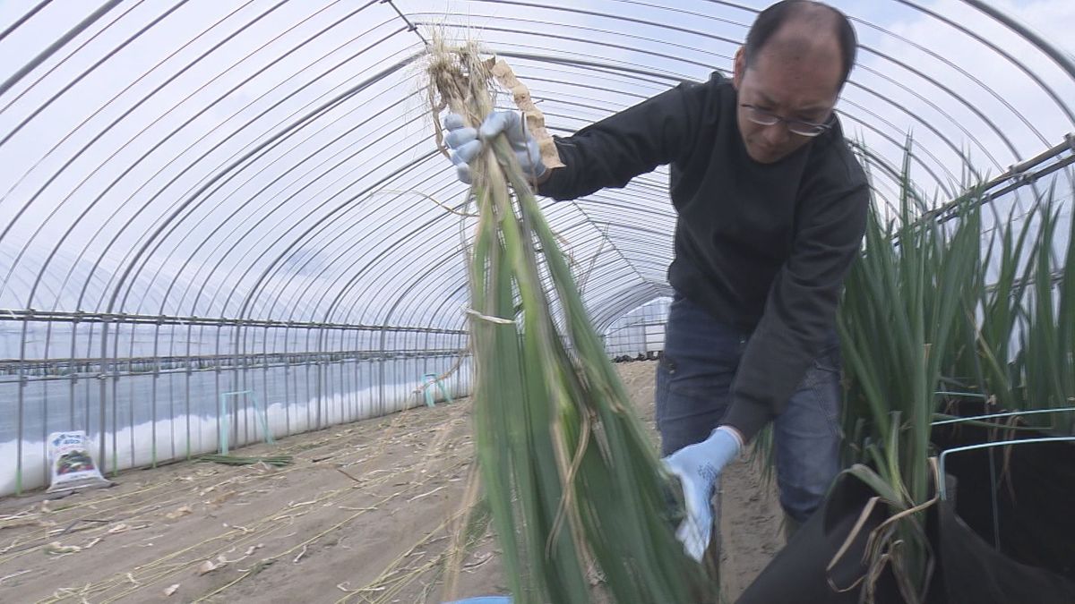 冬の寒さの中で生育することで甘くなる庄内特産「雪中軟白ねぎ」の収穫最盛期