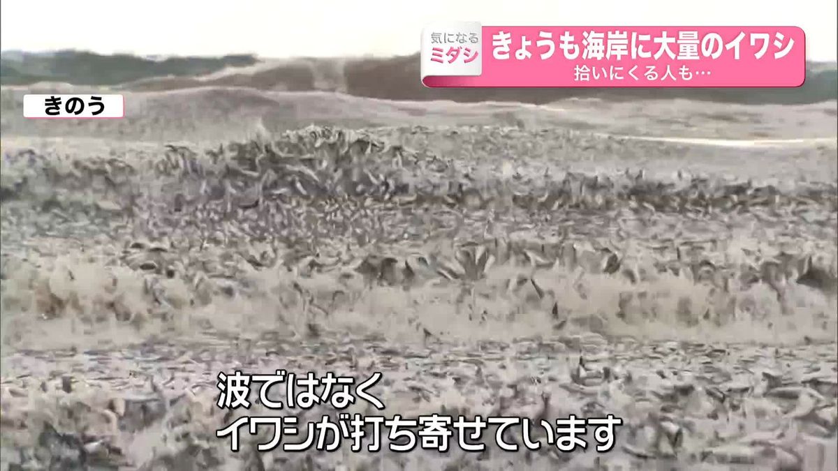 海岸に大量のイワシ　数千トン規模か　拾いにくる人も…　北海道函館市