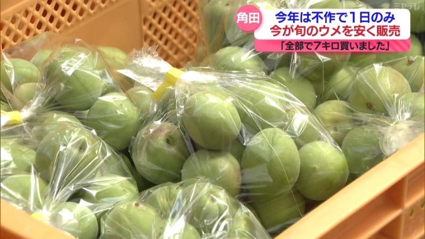 「全部で7キロ買いました」 毎年恒例の“梅まつり” 収穫量は例年の半分ほど 開催は１日のみに 宮城・角田市