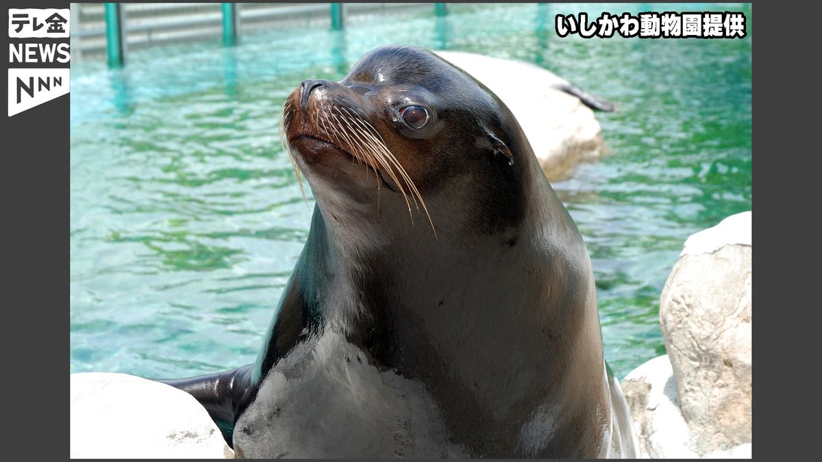 いしかわ動物園のアシカ　”クー”死ぬ