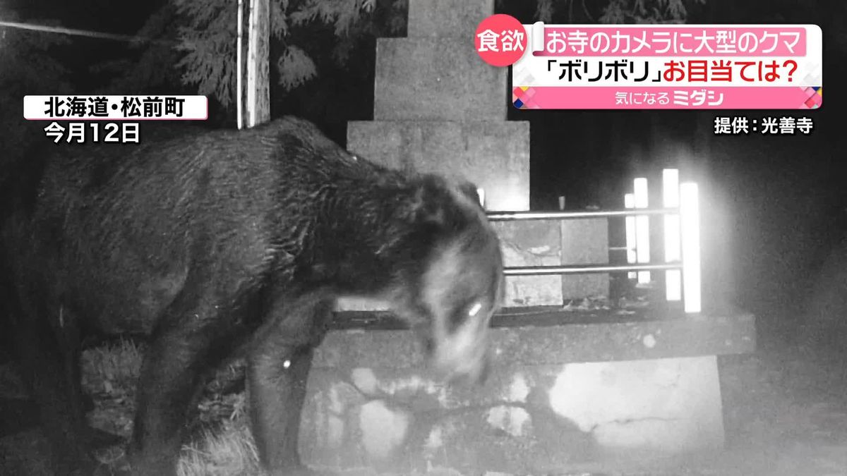 「秋の彼岸」を前に寺にクマ出没　お目当ては？　防犯カメラに…　北海道松前町