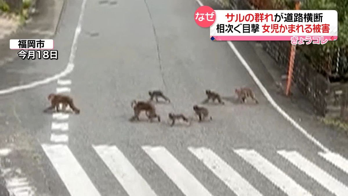 サルの群れが道路横断　相次ぐ目撃情報　女児かまれる被害も…　福岡市