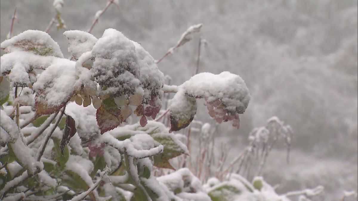 【週末から雪に】１３日夕方から各地で雨や雪　１４日には平地でも雪予想　週末は冬型強まり山沿いではまとまった雪に　≪新潟≫