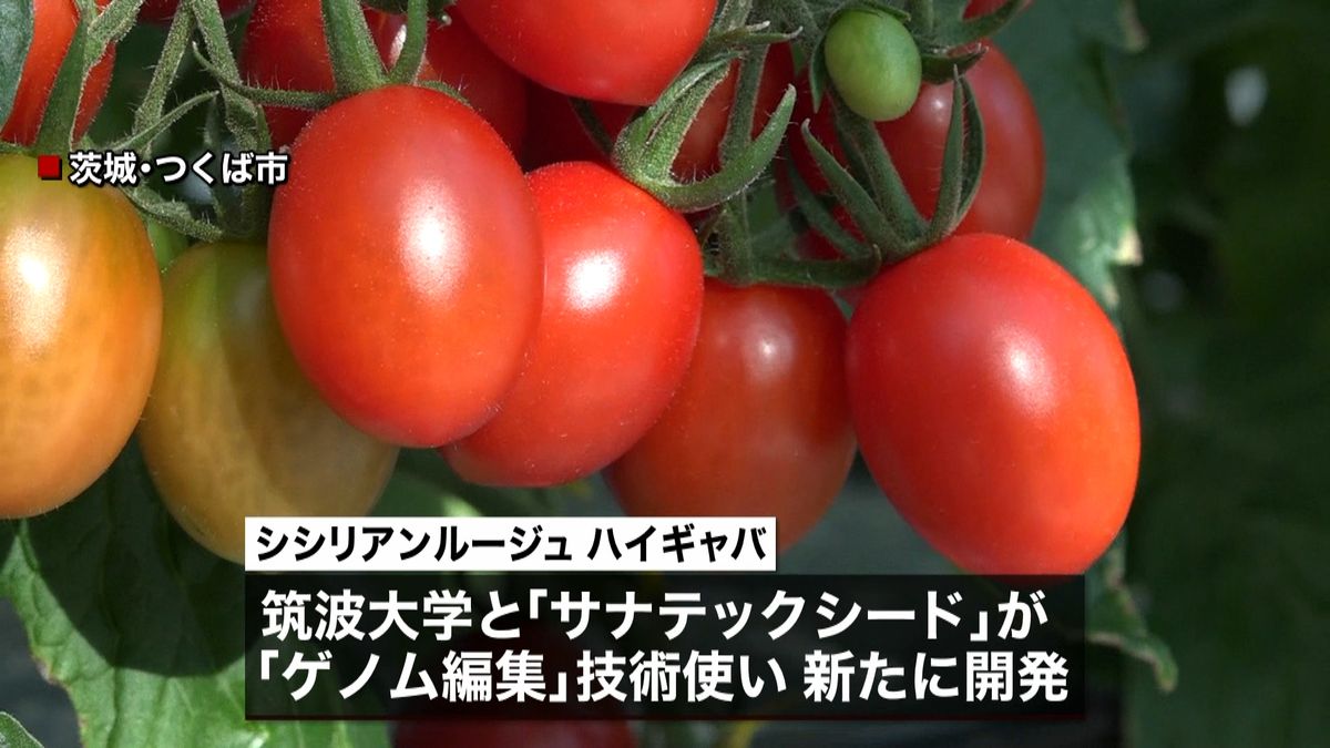 “血圧上昇抑える”トマト　苗を無料配布へ