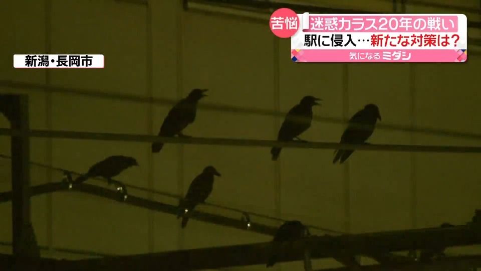 いたちごっこの繰り返し“迷惑カラス”との20年闘争 新兵器「レーザー」の効果は？ 新潟・長岡市｜日テレNEWS NNN