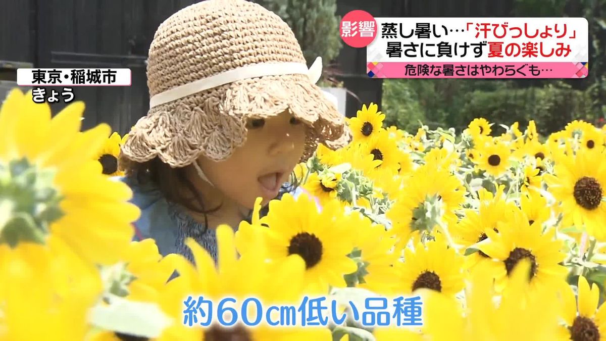 危険な暑さやわらぐも…蒸し暑い！　暑さに負けず“ひまわりの迷路”で子どもたち大喜び