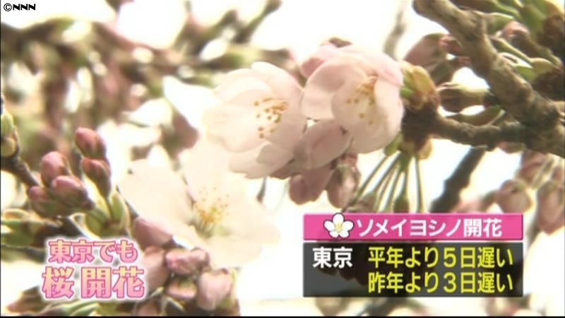 東京で桜が開花、平年より５日遅く