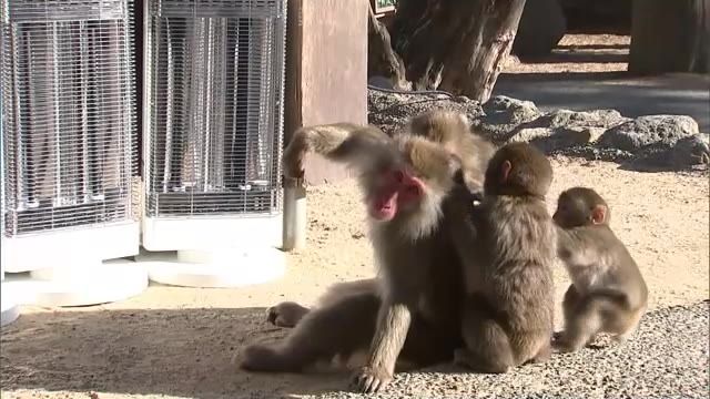 野生のサルも寒い？　寄せ場にヒーター設置　高崎山自然動物園　大分県