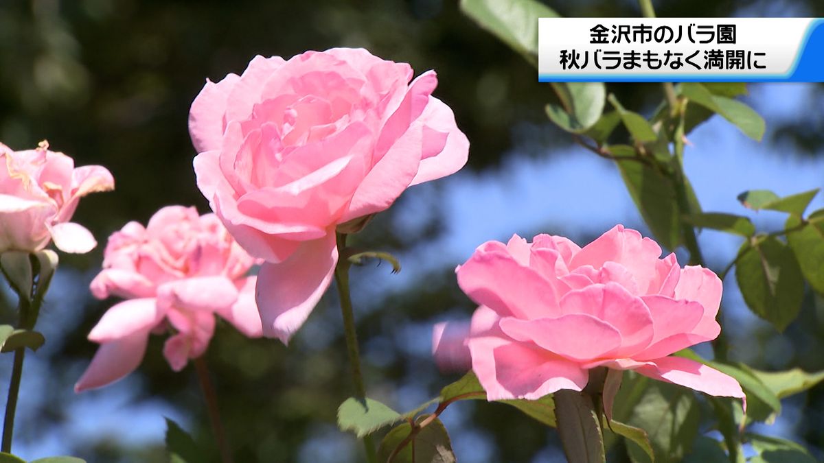 石川県内爽やかな天気に　金沢市のバラ園で秋のバラまもなく満開