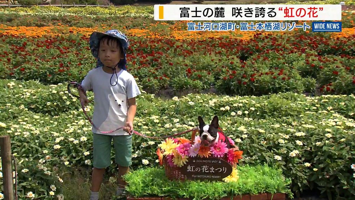 富士山バックに「虹の花まつり」8万株カラフルに彩る 愛犬との撮影スポットも 山梨・富士河口湖町