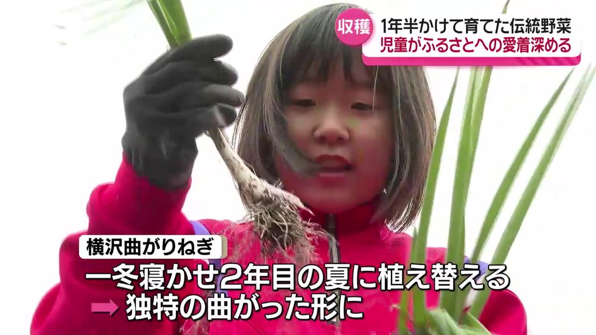 児童が伝統野菜「横沢曲がりねぎ」を収穫  "なべっこで食べるのが楽しみ" 大仙市太田南小