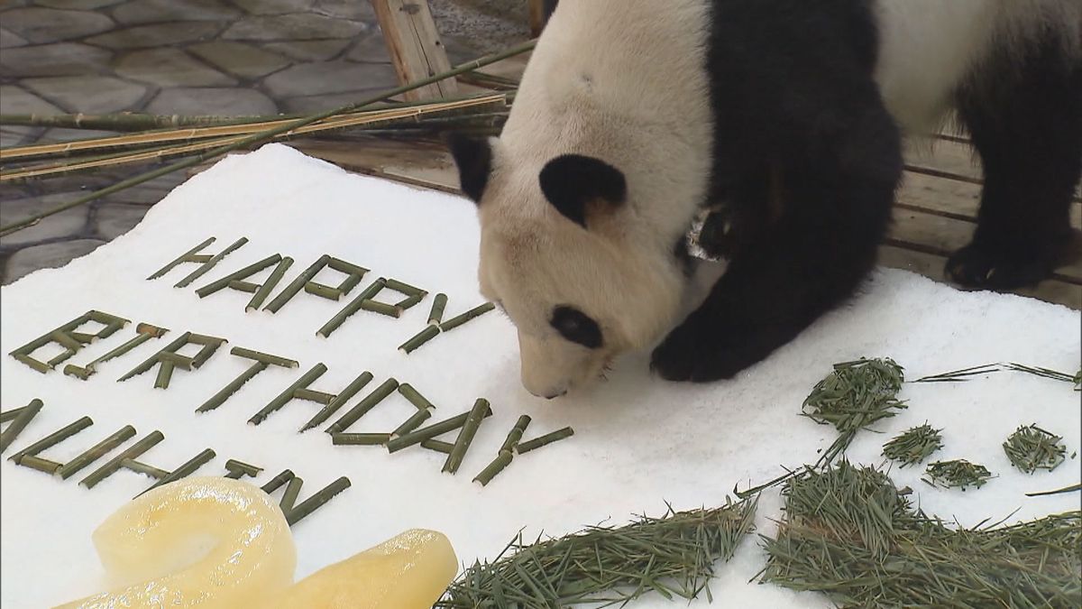 ジャイアントパンダ「良浜」が24歳の誕生日　竹の葉で描いたアートや氷のプレゼント　和歌山・白浜町