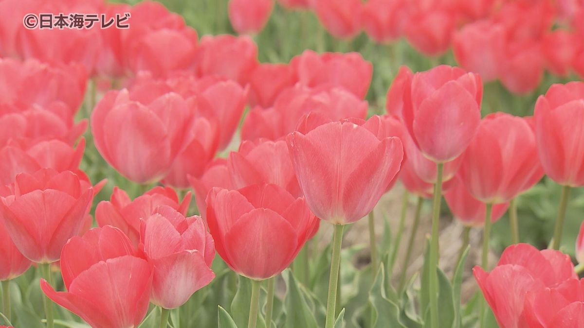 春の陽気で連日の行楽日和　100種類以上のチューリップが見頃　島根県安来市