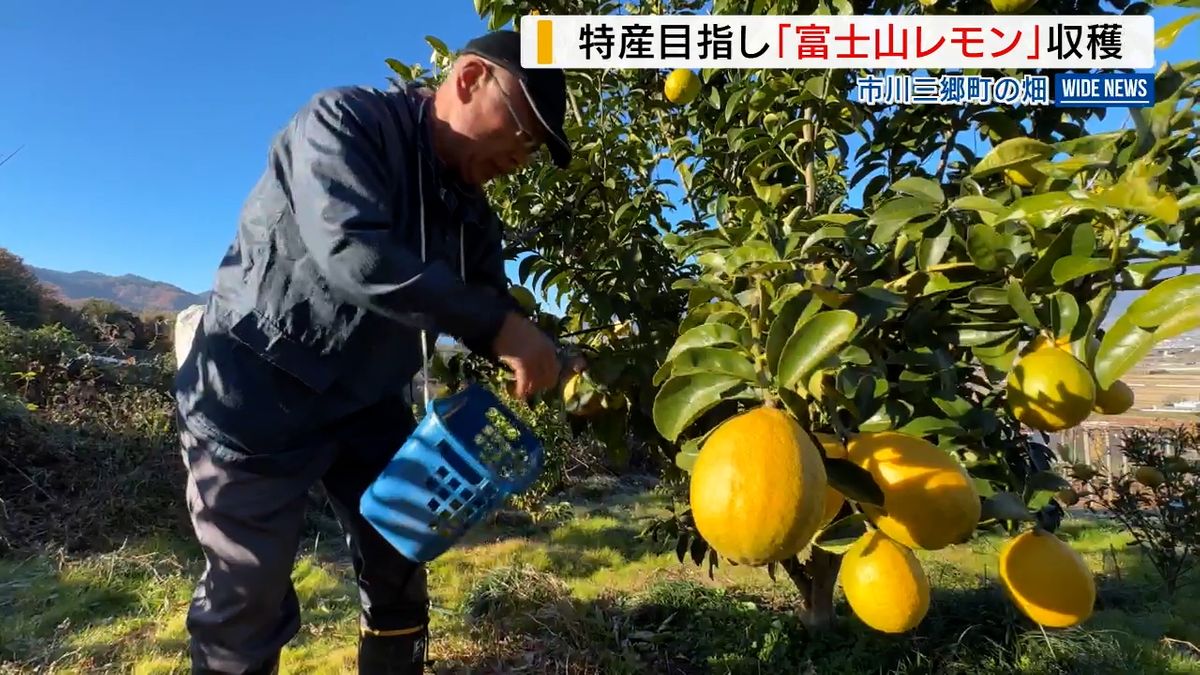 「ようやく出荷」栽培から6年…“富士山レモン”を収穫 ブランド化目指す 山梨