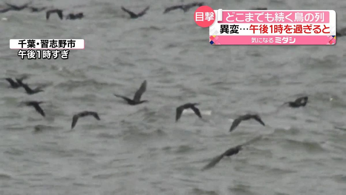 海上にどこまでも続く鳥の列　1時間近くも次々と…「カワウ」か　千葉・習志野市