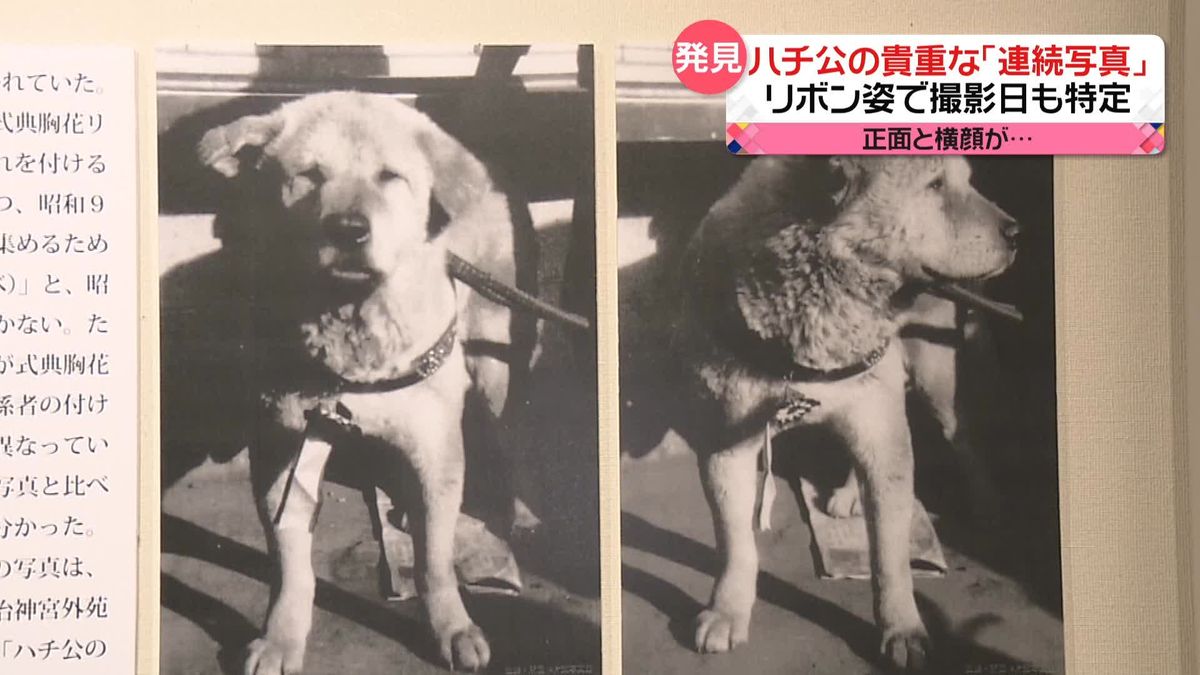 外国人にも人気「日本で一番有名な犬」　生誕100年・ハチ公の「連続写真」発見