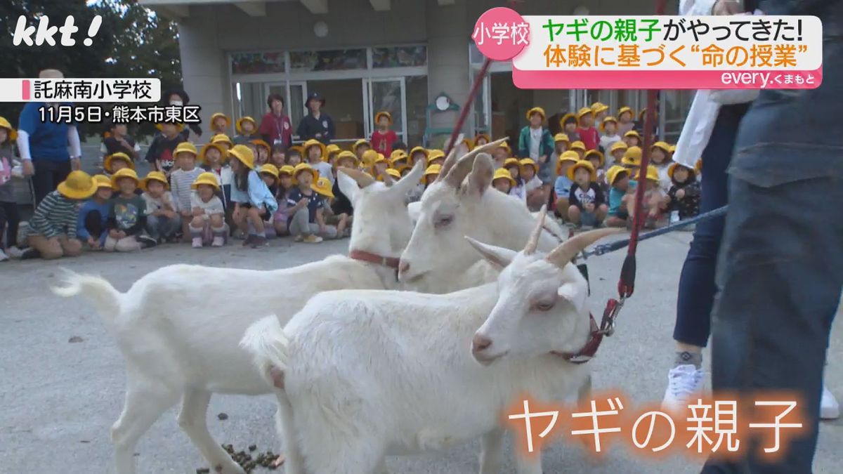 託麻南小学校にやって来たヤギの親子