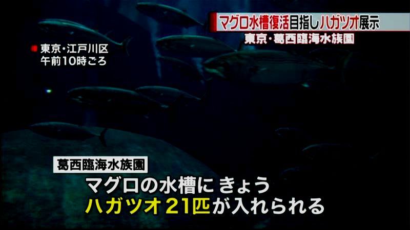 葛西臨海水族園　ハガツオの展示再開