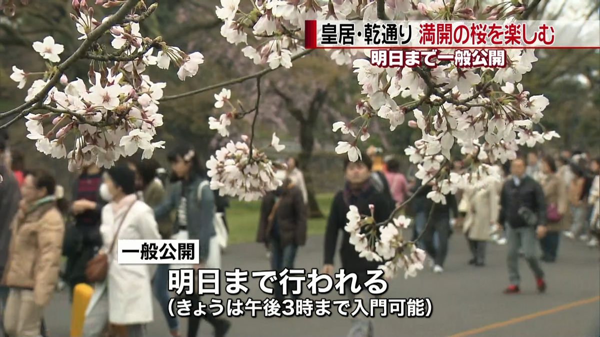 皇居・乾通り　桜満開で多くの人出