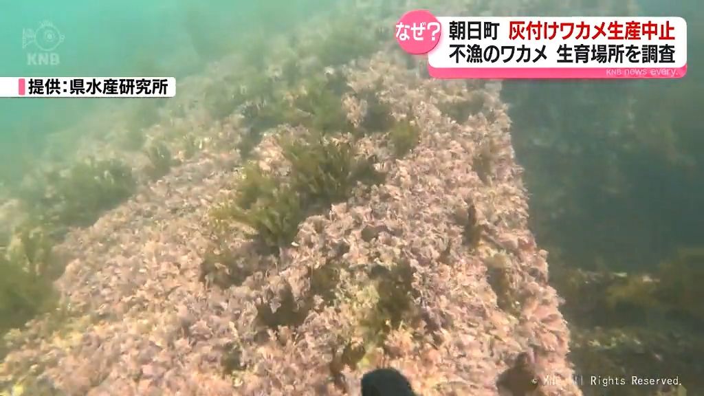 なぜ不漁？　ワカメの生育場所を調査　朝日町　灰付けワカメ生産中止