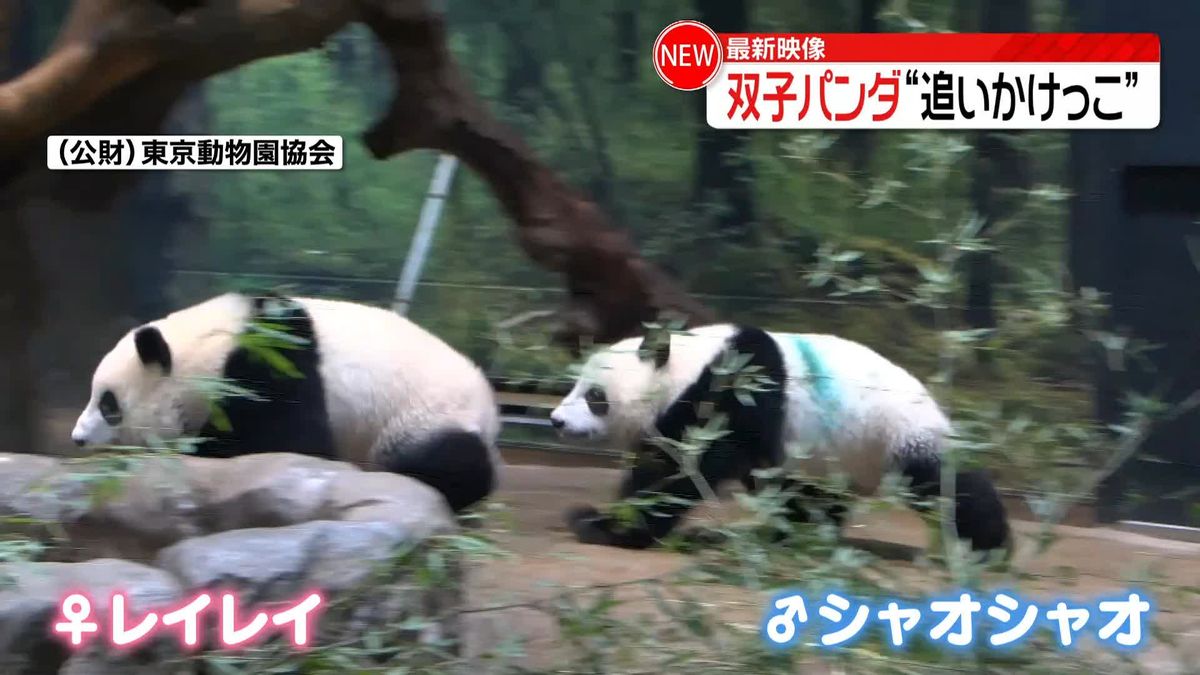 上野動物園　双子パンダが“追いかけっこ”