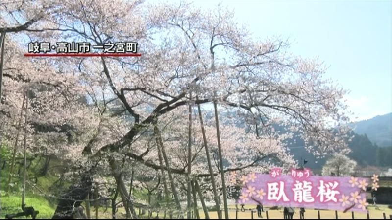 天然記念物「臥龍桜」が満開　岐阜・高山市
