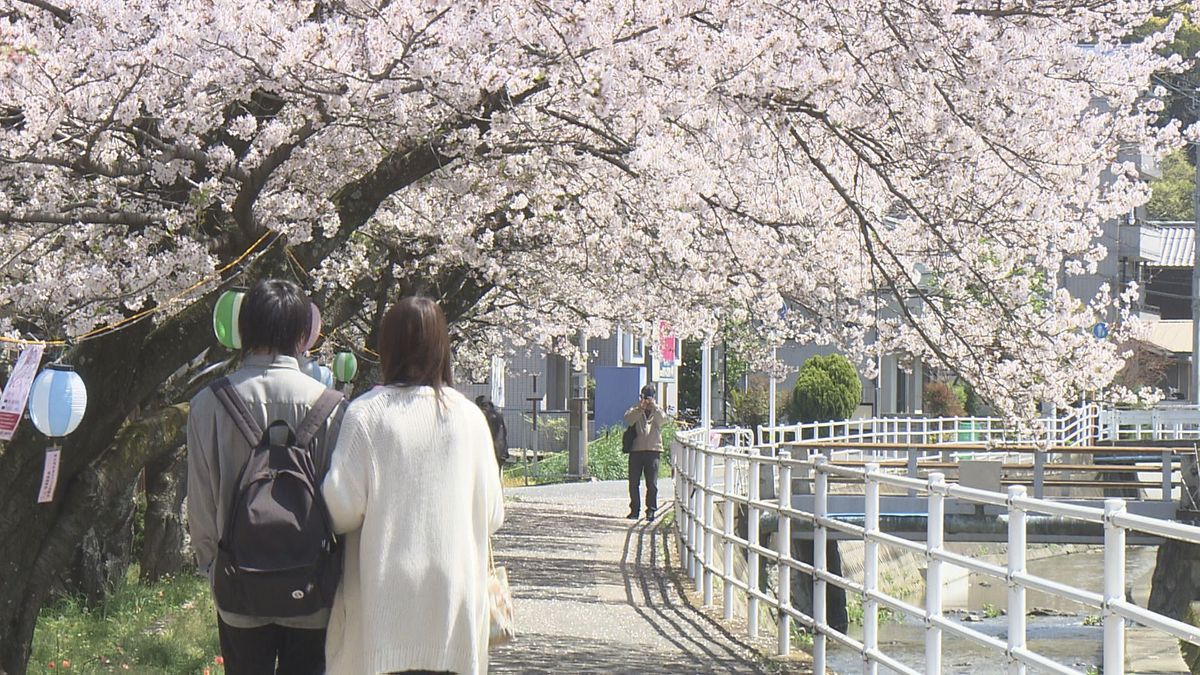 御幸の桜