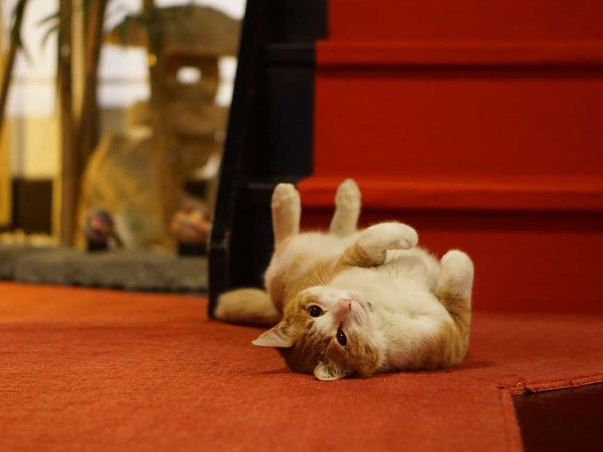 2月22日は『猫の日』　全国の旅館・ホテルの“看板ねこ”ランキング発表　1位になった猫の魅力を取材