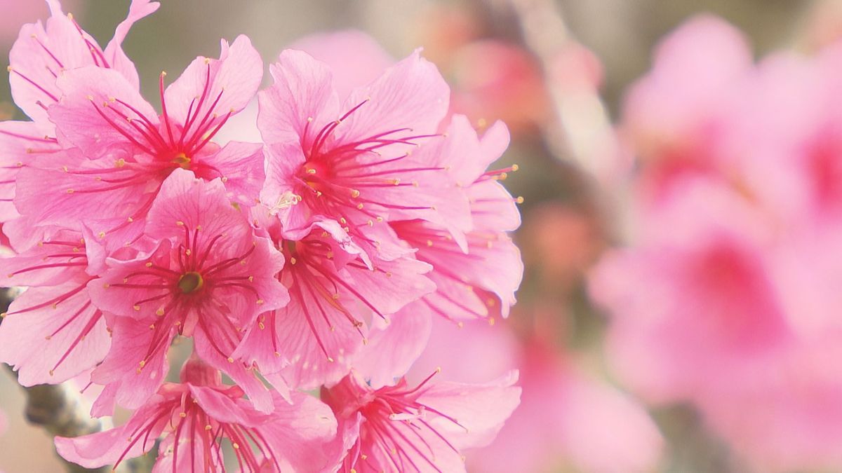 ファイターズ1軍キャンプ地･名護の桜