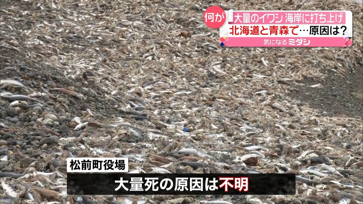 なぜ？大量のイワシ海岸に打ち上げ…異臭も