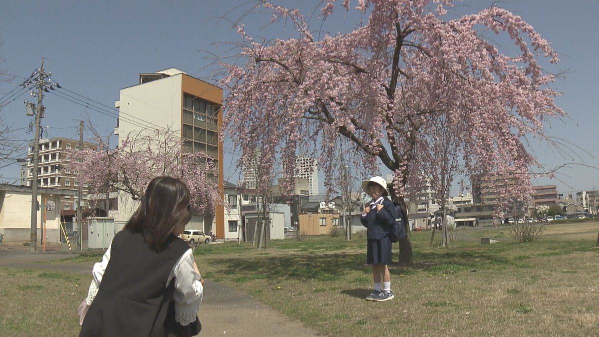 福井でサクラ開花　去年より10日遅く　各地のサクラの状況は？　1週間ほどで満開に