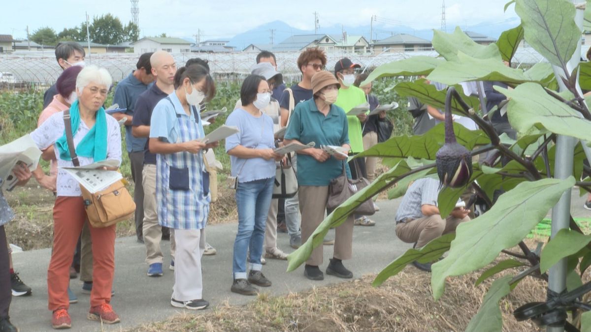 10年以上かけて開発を進めてきたナスの新品種「山形N1号」　「肉質もよく収量が多い」生産者期待