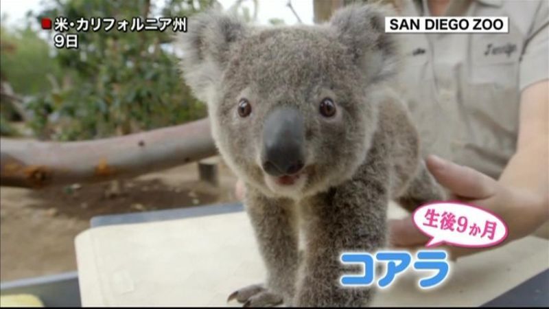 コアラの赤ちゃん、すくすく成長中　米