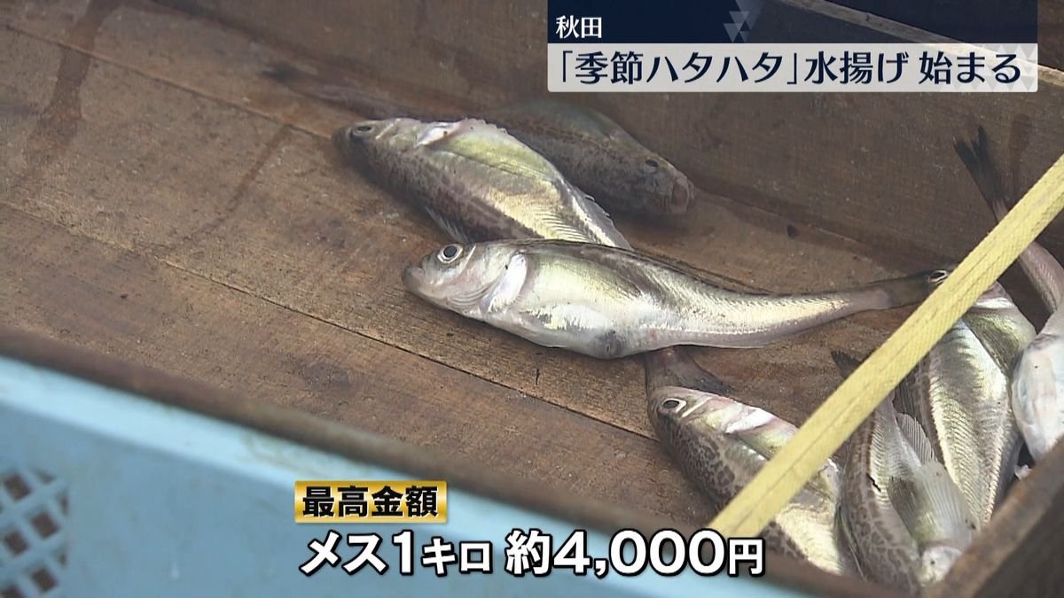 「季節ハタハタ」の水揚げ始まる　秋田