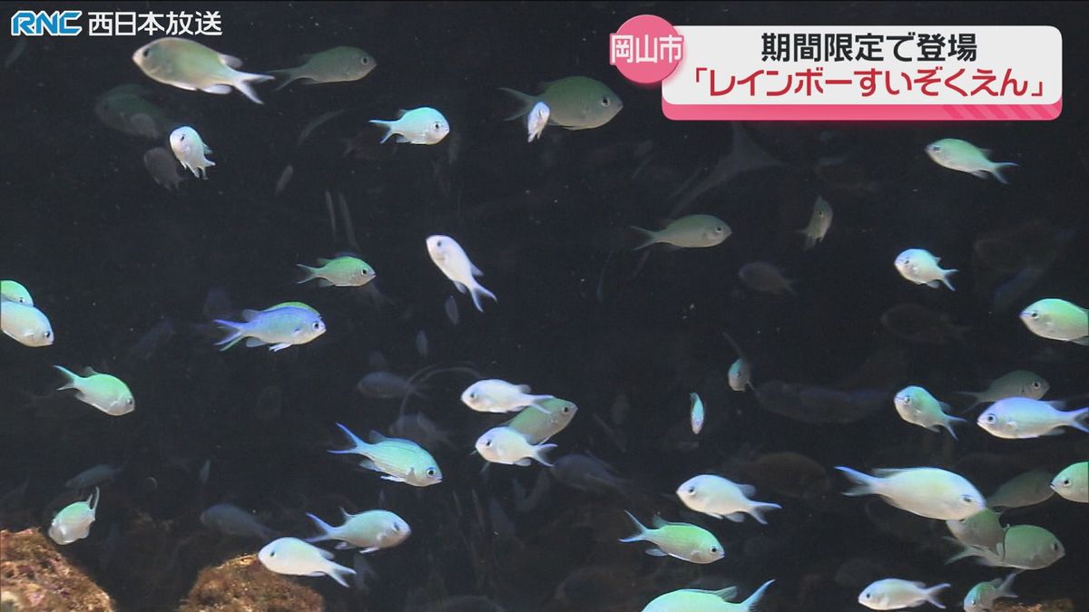 期間限定の「水族園」岡山市のデパートに登場