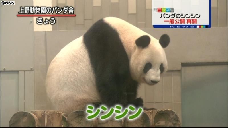上野動物園のパンダ・シンシン、公開を再開