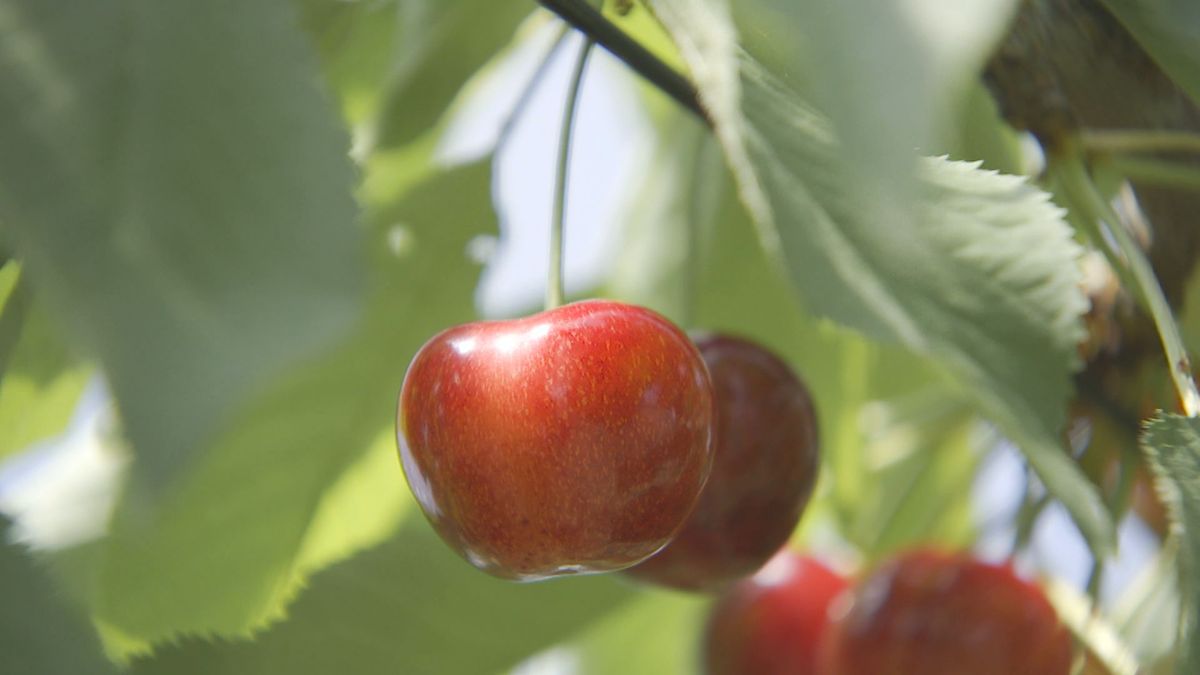 サクランボの大玉品種「やまがた紅王」の収穫が本格化　園地によっては実のなりにばらつき